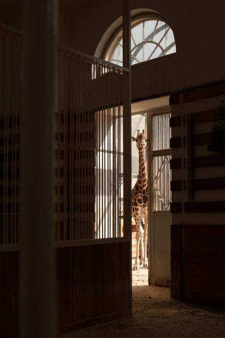 Tiergarten Schönbrunn - Vienna